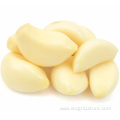 Factory Best Peeled Garlic Cloves Price